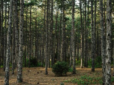 Doğa çam ormanı taze hava Yeşil çimen sonbaharı