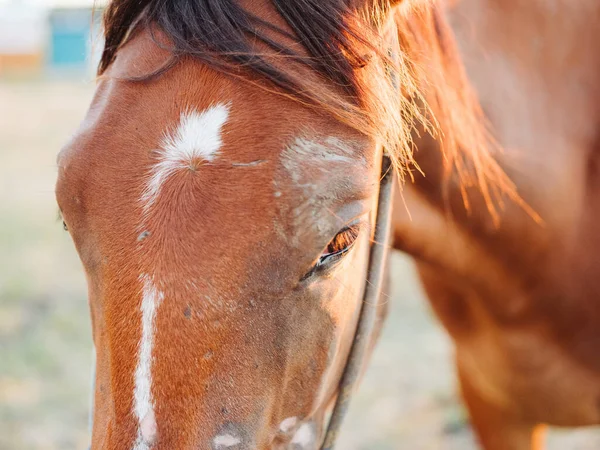Kůň pasoucí se na louce na poli zblízka oříznutý pohled. — Stock fotografie