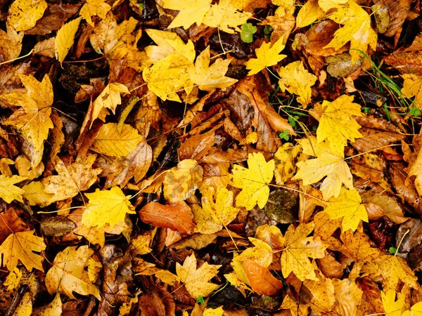 Żółte liście jesień widok góry natura świeże podróże lotnicze — Zdjęcie stockowe