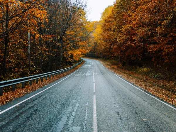 Yellow leaves autumn forest nature fresh air tall trees road track — Stock Photo, Image