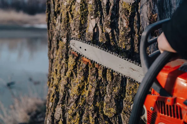 Chainsaw tree work tool in forest nature lifestyle — Stock Photo, Image