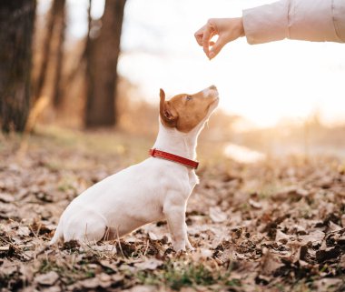Küçük safkan köpek sonbaharda doğa yürüyüşü taze hava dostluğu