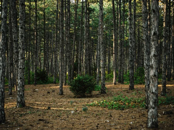 Natur Kiefernwald frische Luft Grünes Gras Herbst — Stockfoto