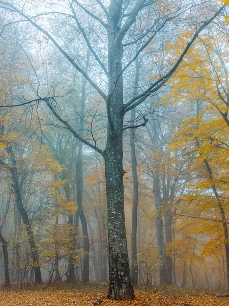 Folhas amarelas outono floresta natureza ar fresco árvores altas — Fotografia de Stock