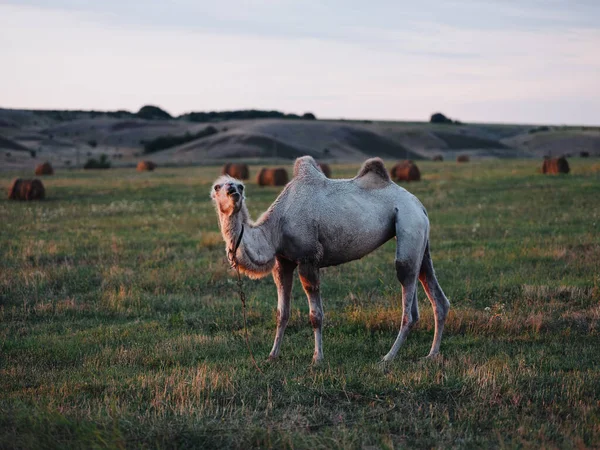 Un camello con dos jorobas camina impuesto en las montañas en pleno crecimiento aire fresco —  Fotos de Stock