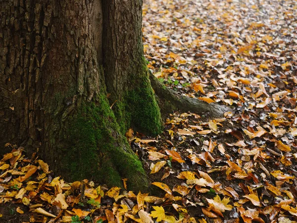 Natureza outono Árvores campo folhas amarelas nevoeiro ar fresco — Fotografia de Stock