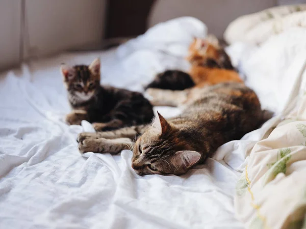 Котята с котом лежат в помещении на кровати — стоковое фото