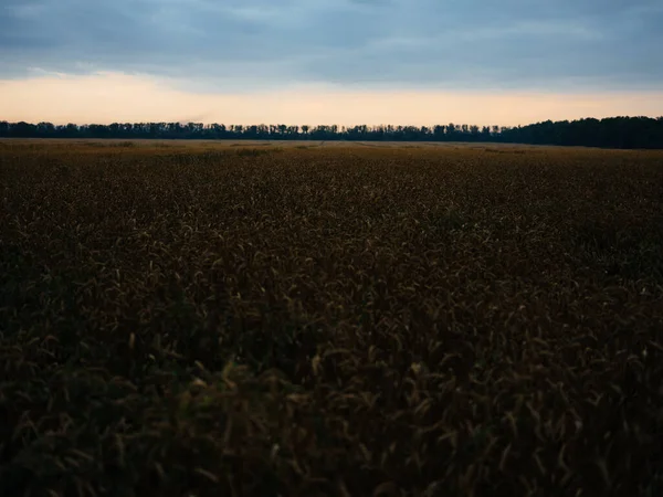 Natura świeże powietrze na suchych polach drzew trawiastych — Zdjęcie stockowe