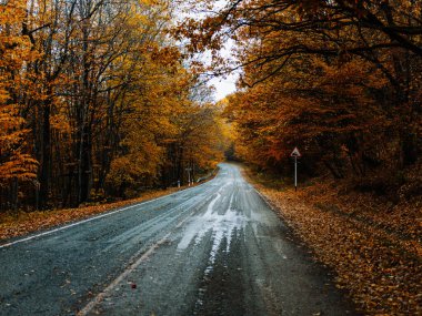 Sarı yapraklar sonbahar ormanı doğası taze hava uzun ağaçlar yol yolu