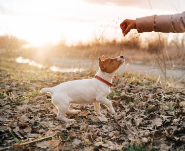 Saf köpek, açık havada kırmızı bir yaka takıyor ve temiz bir geçmişi var.