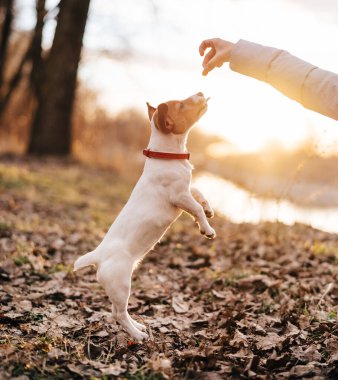 Küçük safkan köpek sonbaharda doğa yürüyüşü taze hava dostluğu