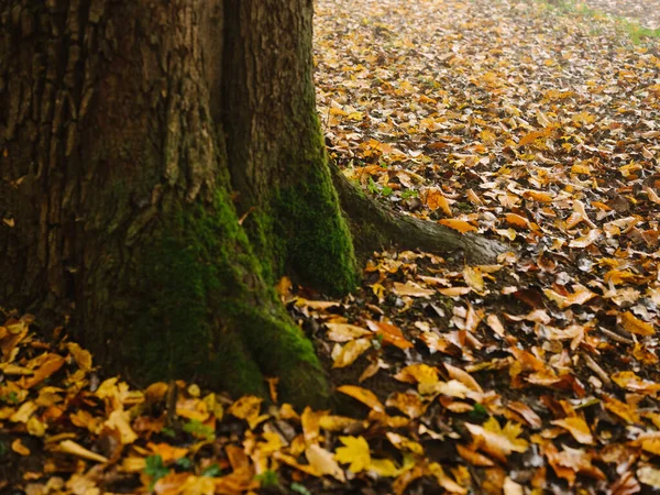 Natureza outono Árvores campo folhas amarelas nevoeiro ar fresco — Fotografia de Stock