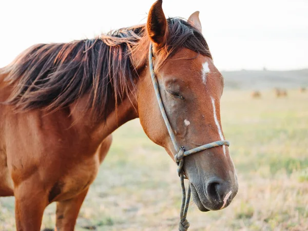 Um cavalo marrom pastoreia em um prado em um campo — Fotografia de Stock