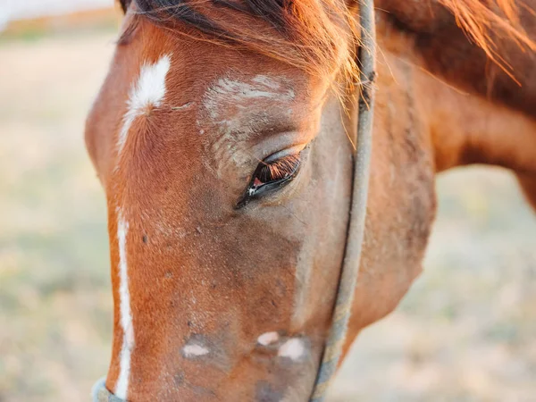 Cavalo esfola em um prado em um campo close-up vista cortada. — Fotografia de Stock