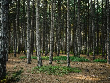Doğa çam ormanı taze hava Yeşil çimen sonbaharı
