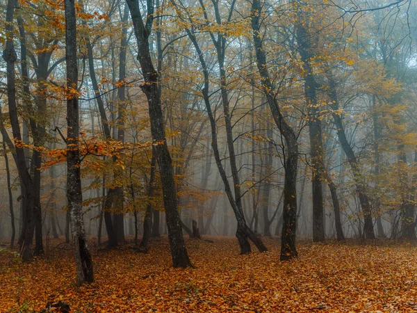 Żółty liście jesień las natura świeże powietrze wysokie drzewa — Zdjęcie stockowe
