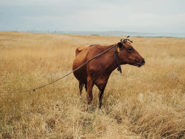 Velká červená kráva se pást na poli v přírodě rohového mazlíčka — Stock fotografie