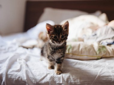 Kedi yavrusu kapalı bir yatakta oturur ve arka planda beyaz bir yastık.