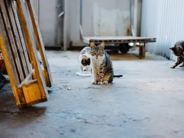 Gato hambriento en la calle cerca de madera se encuentra una habitación abandonada —  Fotos de Stock