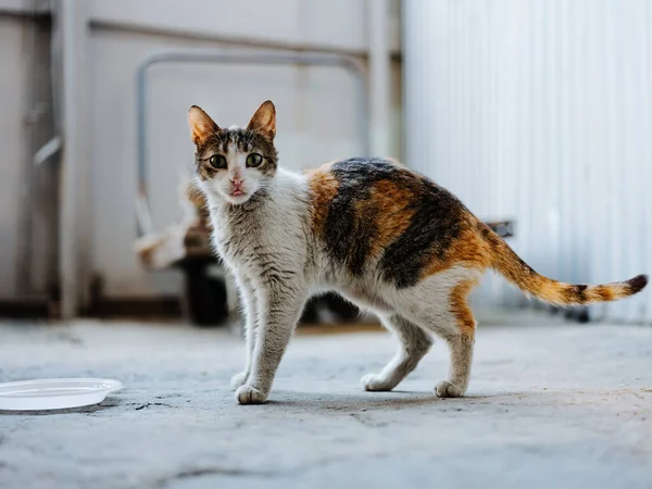 Sucio gatito come de un plato en la calle un abandonado habitación — Foto de Stock