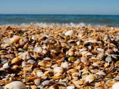 Plaj deniz kabukları Horizon tabiatı yaz tropikleri