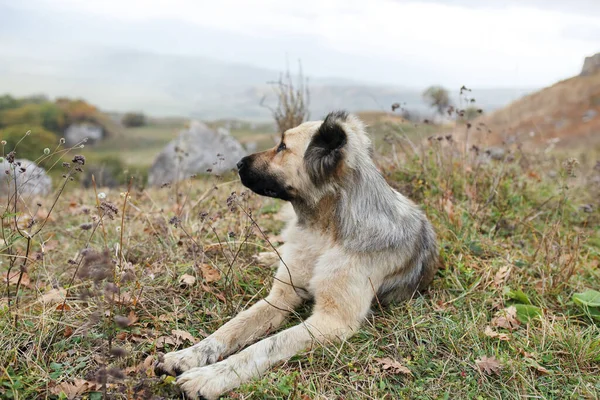 山の中で純血犬自然旅行休暇風景 — ストック写真