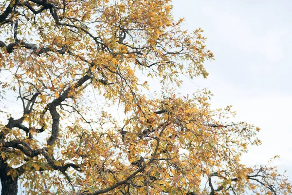 Folhas de outono em árvores montanhas viajar paisagem natureza — Fotografia de Stock
