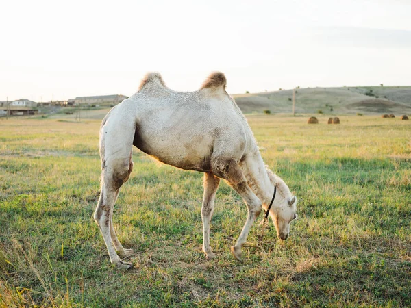 El camello come hierba en la naturaleza del campo y el sol es aire fresco —  Fotos de Stock