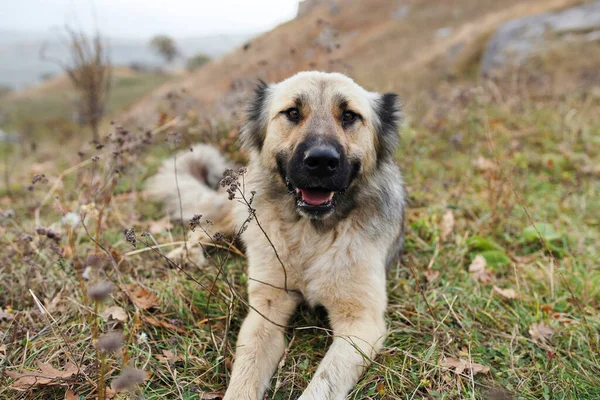 Ulice pes venku hory dovolená cestování přátelství — Stock fotografie