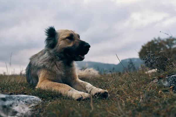 山の中の野良犬は動物を — ストック写真