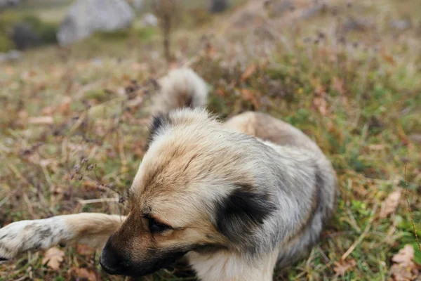 自然の旅の山の中の純血種の犬は草の上にあり — ストック写真