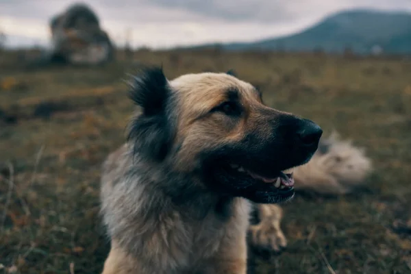 Hund im Freien in den Bergen liegt im Gras Rest Freundschaft Reise — Stockfoto