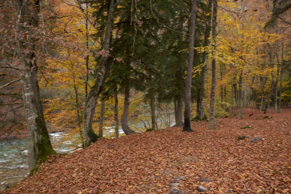 Τοπίο φρέσκο αέρα φθινοπωρινό φύλλο πτώση ψηλά δέντρα φύση — Φωτογραφία Αρχείου