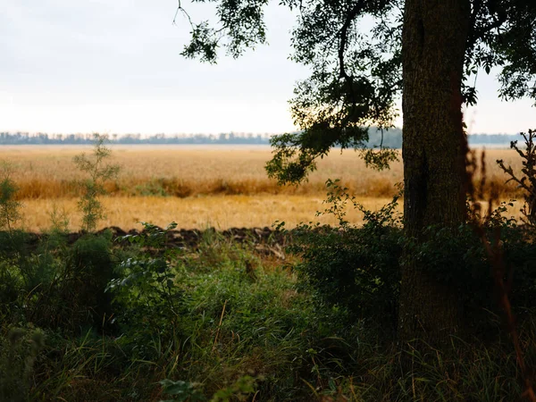 Natura świeże powietrze na suchych polach drzew trawiastych — Zdjęcie stockowe