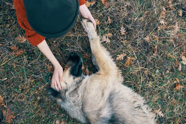 Kadın dışarıda köpek arkadaşlığıyla oynuyor. Temiz hava. — Stok fotoğraf