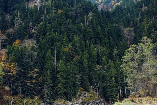 Montanhas na floresta outono rio paisagem natureza ar fresco — Fotografia de Stock