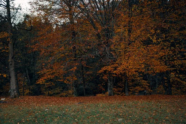 높이 솟은 나무들의 모습을 한눈에 볼 수있는 가을 황야 잎으로 신선 한 공기를 막는다 — 스톡 사진