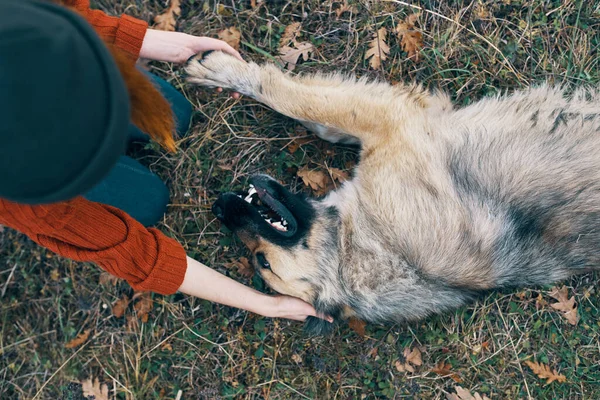 Frau Spielt Mit Hund Hochwertiges Foto — Stockfoto