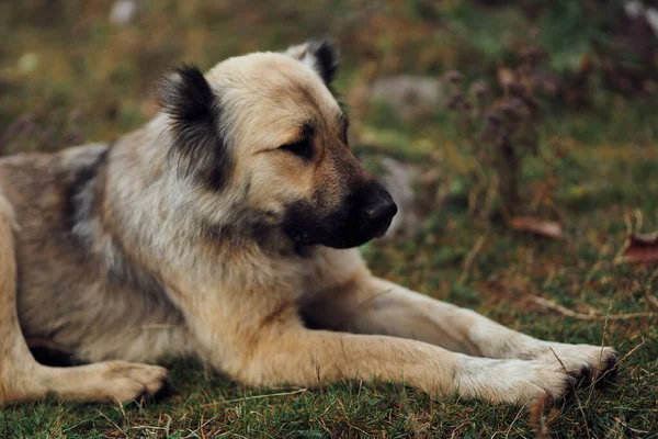 Hond buiten in het veld wandelen reizen vriendschap — Stockfoto