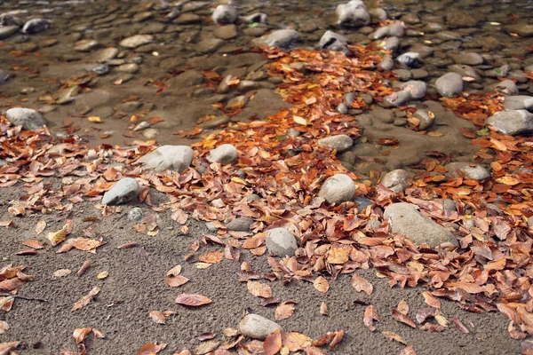 Jesienny las góry spadł liście Rzeka krajobraz — Zdjęcie stockowe