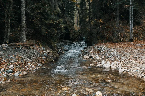 Montagna fiume corpo d'acqua autunno alberi alti fitta foresta e foglie cadute — Foto Stock