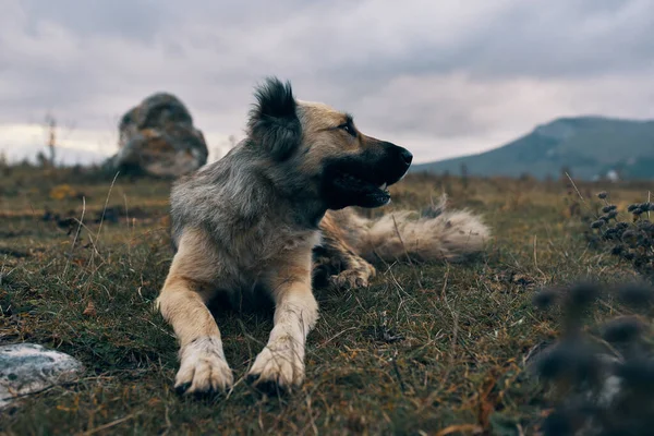 山の中の犬は草の旅の風景の上にいます — ストック写真