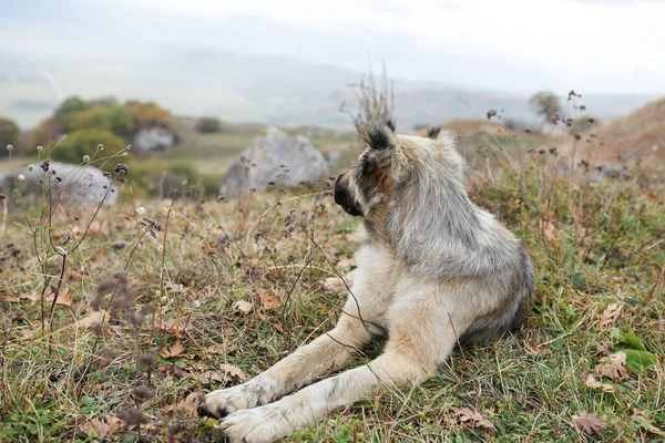 Perro de pura raza en las montañas naturaleza viajes vacaciones paisaje —  Fotos de Stock