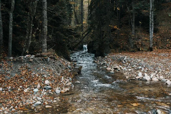 Herfst bos natuur bergen rivier vers lucht reizen toerisme — Stockfoto