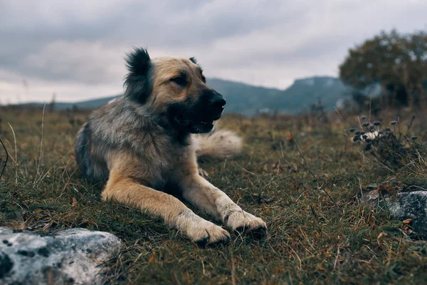 山の中の野良犬は動物を — ストック写真