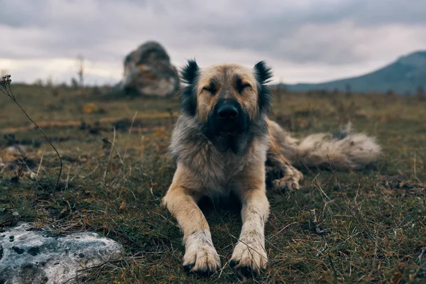 Pura raza perro en un campo al aire libre acostado en el césped amistad viaje —  Fotos de Stock