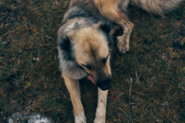 山の中の野良犬は動物を — ストック写真