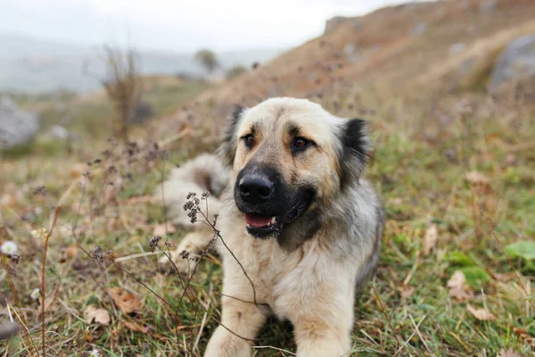 Ulice pes venku hory dovolená cestování přátelství — Stock fotografie