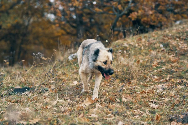 Street dog szabadban utazás barátság ingyenes kikapcsolódás — Stock Fotó