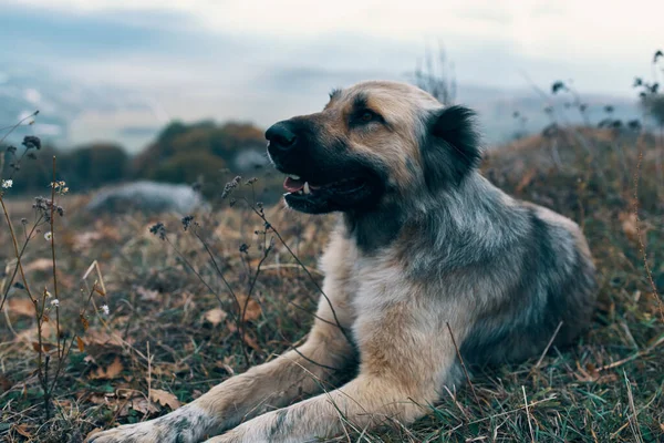 Sokak köpeği dağlarda çimlerin üzerinde uzanıyor. Doğa yakın plan. — Stok fotoğraf